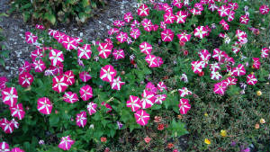 FrontbedPetunias.JPG